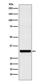 RAB27A Rabbit Monoclonal Antibody