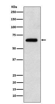 Anti-EBF1 Rabbit Monoclonal Antibody