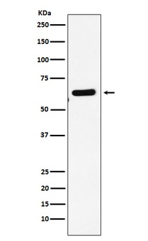 Anti-EHD1 Rabbit Monoclonal Antibody