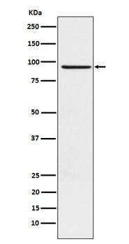 Anti-RAP1GAP Rabbit Monoclonal Antibody