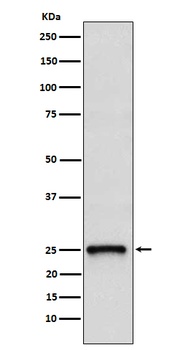 Anti-TC10 Rabbit Monoclonal Antibody