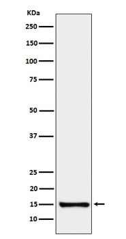 Anti-SAA4 Rabbit Monoclonal Antibody