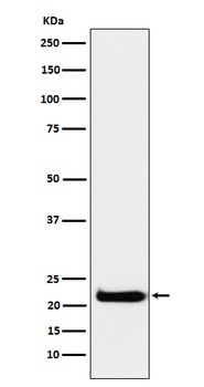 Anti-CEND1 Rabbit Monoclonal Antibody