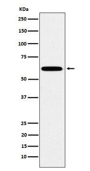 Anti-HSF2 Rabbit Monoclonal Antibody
