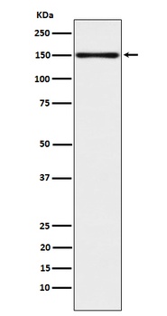 Anti-CLSTN1 Rabbit Monoclonal Antibody