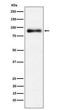 Anti-Lactoferrin Rabbit Monoclonal Antibody
