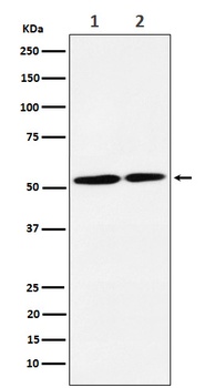 Anti-NRG3 Rabbit Monoclonal Antibody