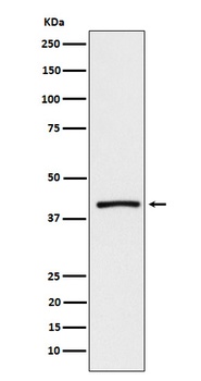 ATP1B3 Rabbit Monoclonal Antibody