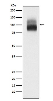 Anti-TrkB Rabbit Monoclonal Antibody