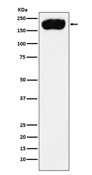 Anti-PMCA1 Rabbit Monoclonal Antibody