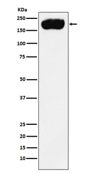 PMCA1 Rabbit Monoclonal Antibody