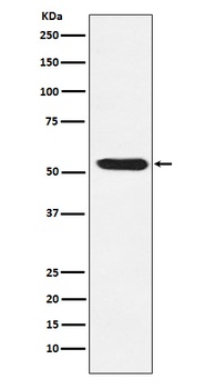 Anti-TEAD1/2/3/4 Rabbit Monoclonal Antibody