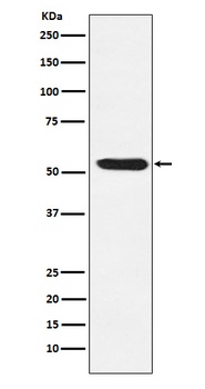 TEAD1/2/3/4 Rabbit Monoclonal Antibody