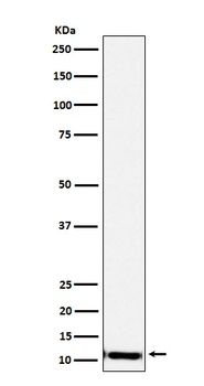 Anti-SPINK1 Rabbit Monoclonal Antibody