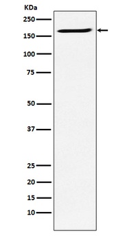 Anti-SMC4 Rabbit Monoclonal Antibody