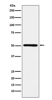 Anti-RING1 Rabbit Monoclonal Antibody