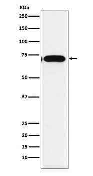 Anti-CPEB1 Rabbit Monoclonal Antibody