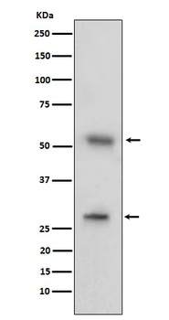 Anti-CD97 Rabbit Monoclonal Antibody