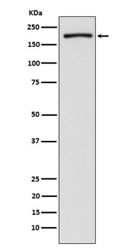 Anti-EHMT2/G9A Rabbit Monoclonal Antibody