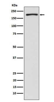 EHMT2/G9A Rabbit Monoclonal Antibody