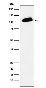 Anti-Phospho-KAP1 (S824) Rabbit Monoclonal Antibody