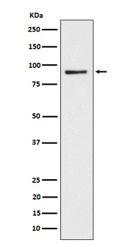 CD239 Rabbit Monoclonal Antibody