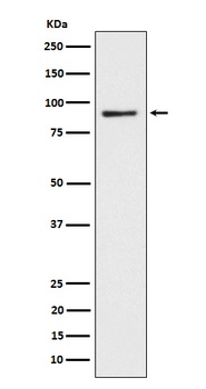 Anti-CD239 Rabbit Monoclonal Antibody