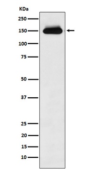 Anti-Timeless Rabbit Monoclonal Antibody