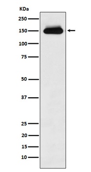 Timeless Rabbit Monoclonal Antibody