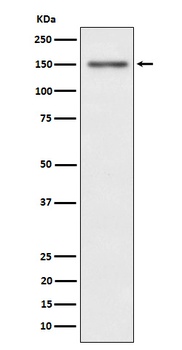 Phospho-Met (c-Met) (Y1349) Rabbit Monoclonal Antibody