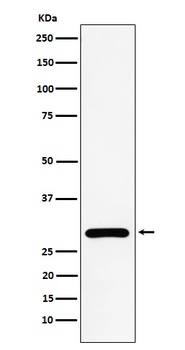 Anti-NEK6 Rabbit Monoclonal Antibody
