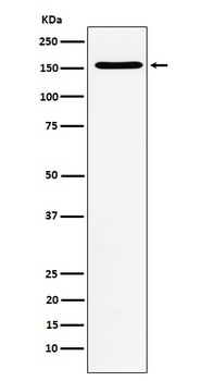 Anti-WAPL Rabbit Monoclonal Antibody