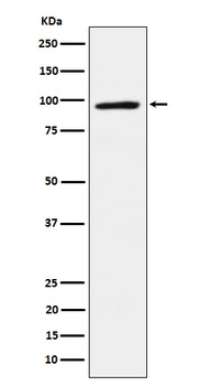 Anti-TAB3 Rabbit Monoclonal Antibody