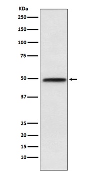NFIB / NF1B2 Rabbit Monoclonal Antibody