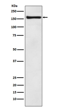 Anti-COPA Rabbit Monoclonal Antibody