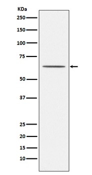 Anti-Nogo Receptor Rabbit Monoclonal Antibody