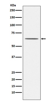 Nogo Receptor Rabbit Monoclonal Antibody