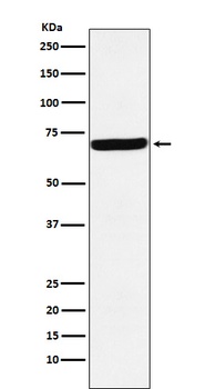G3BP Rabbit Monoclonal Antibody