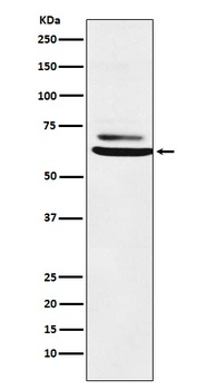 ENT2 Rabbit Monoclonal Antibody