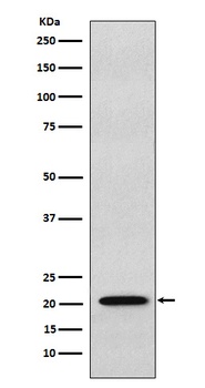 Anti-RAP1A + RAP1B Rabbit Monoclonal Antibody