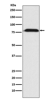 Anti-MAD1 Rabbit Monoclonal Antibody