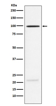 Anti-MAG Rabbit Monoclonal Antibody