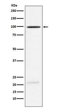 MAG Rabbit Monoclonal Antibody