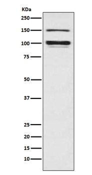 ATP1A3 Rabbit Monoclonal Antibody