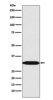 Anti-REA Rabbit Monoclonal Antibody
