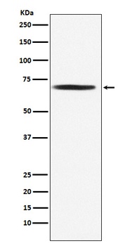 Anti-DLAT Rabbit Monoclonal Antibody