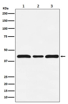 c-Maf Rabbit Monoclonal Antibody