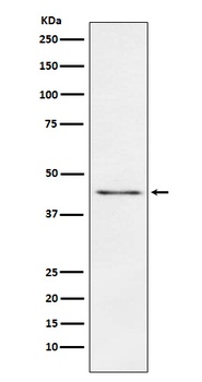 Carboxypeptidase A1+A2+B Rabbit Monoclonal Antibody