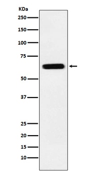 CRMP5 Rabbit Monoclonal Antibody