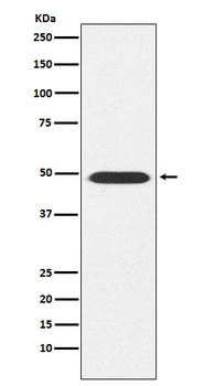 Anti-ATP1B1 Rabbit Monoclonal Antibody